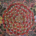 Bush Banana Poly by Donna Abbots